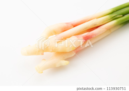 白底葉薑（來自靜岡久野） 113930751