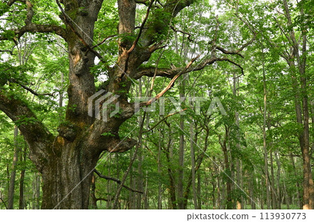 在森林深處 113930773