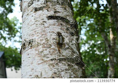 A cicada perched on a tree 113930774
