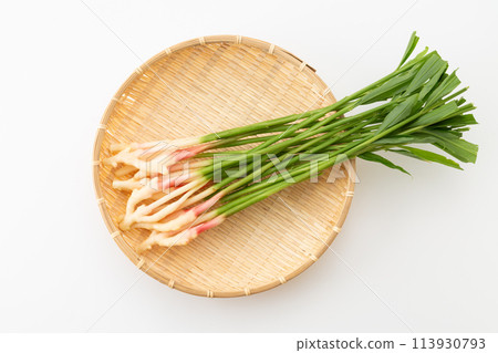 白底葉薑（來自靜岡久野） 113930793