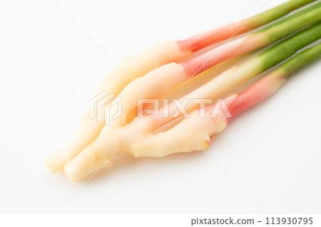 Leaf ginger on a white background (produced in Kuno, Shizuoka) 113930795