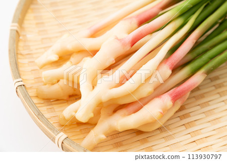 白底葉薑（來自靜岡久野） 113930797