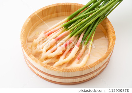 白底葉薑（來自靜岡久野） 113930878