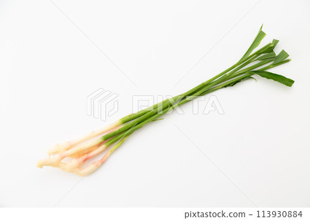 白底葉薑（來自靜岡久野） 113930884