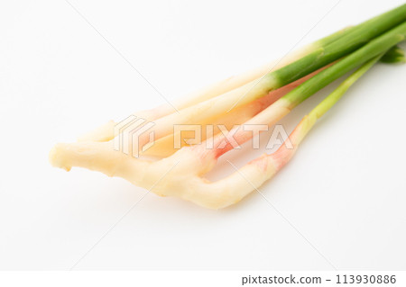 白底葉薑（來自靜岡久野） 113930886