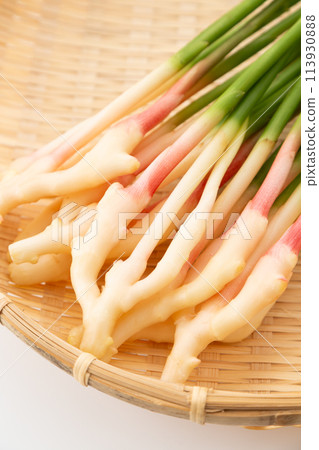 白底葉薑（來自靜岡久野） 113930888