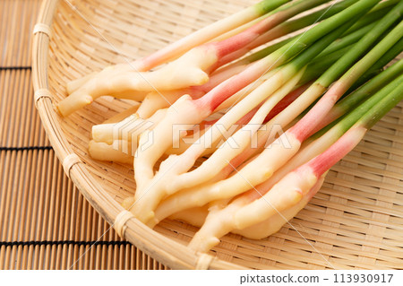 白底葉薑（來自靜岡久野） 113930917