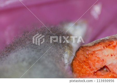 Mycelium of putrefactive mold fungi covered organic substrate in form of carrots. Spore-bearing heads are ready for spores to spread into surrounding space. Conquering new territories for survival 113930956
