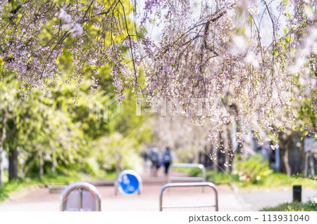 Spring cherry blossom trees along the Nicchu Line in Kitakata, Fukushima Prefecture 113931040