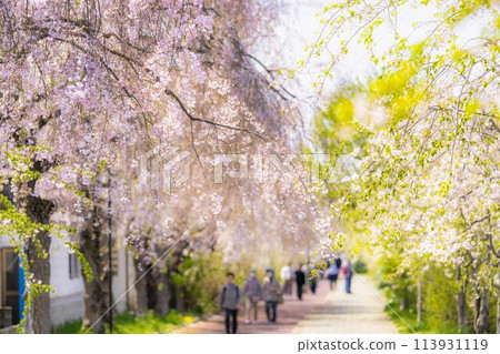 Spring cherry blossom trees along the Nicchu Line in Kitakata, Fukushima Prefecture Spring cherry blossom trees along the Nicchu Line in Kitakata, Fukushima Prefecture 113931119