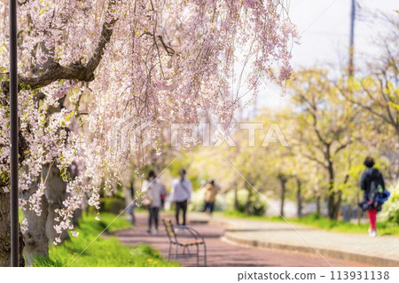 福島縣喜多方市中部線的春天的櫻花樹、垂枝櫻花 113931138