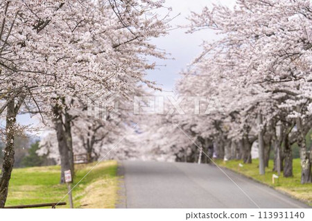 福島縣豬苗代町町營磐梯山牧場的春季櫻花盛開 113931140