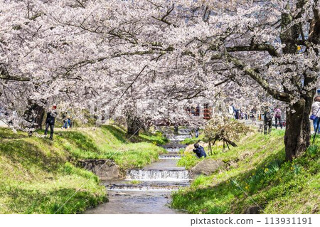 福島縣豬苗代町，春天的櫻花樹排，觀音寺川櫻花盛開 113931191