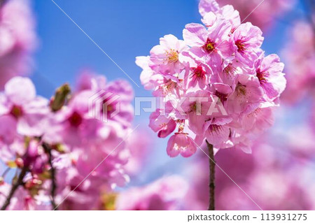 Spring cherry blossom trees in full bloom along the Kannonji River in Inawashiro, Fukushima Prefecture 113931275