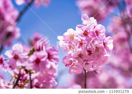 Spring cherry blossom trees in full bloom along the Kannonji River in Inawashiro, Fukushima Prefecture 113931279