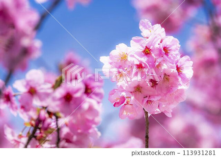 福島縣豬苗代町，春天的櫻花樹排，觀音寺川櫻花盛開 113931281