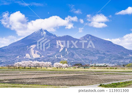 福島縣豬苗代町萬代山的春天櫻花樹和萬代西線的列車 113931300