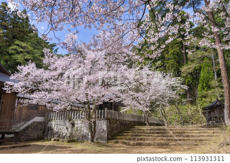 福島縣豬苗代町春天的道津神社、參拜殿和盛開的櫻花 福島縣豬苗代町春天的道津神社、參拜殿和盛開的櫻花 113931311