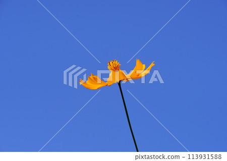 開花往藍天的波斯菊 開花往藍天的波斯菊 113931588