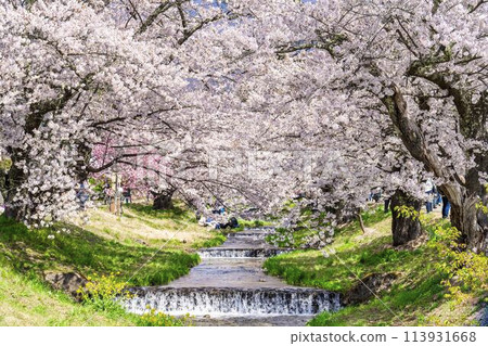 Spring cherry blossom trees in full bloom along the Kannonji River in Inawashiro, Fukushima Prefecture 113931668