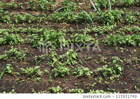 Spring green beds in the market vegetable garden with sprouted plant stems 113931749
