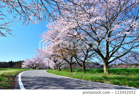 栃木縣那須鹽原市、那須鹽原和春天的櫻花 113932052