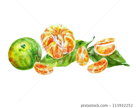 Paint of orange fruit with leaves. Watercolor hand-drawn elements. Isolated on white background. Delicious fruit clip-art illustration. Used on labels, napkins, towels, tableware, package Paint of orange fruit with leaves. Watercolor hand-drawn elements. Isolated on white background. Delicious fruit clip-art illustration. Used on labels, napkins, towels, tableware, package 113932252