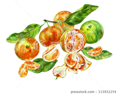 Painting template of orange fruit with leaves. Watercolor hand-drawn elements. Isolated on white background. Delicious fruit clip-art illustration. Used on labels, napkins, towels, tableware, package 113932254
