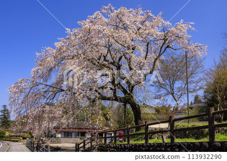 Ohara's weeping cherry tree 113932290
