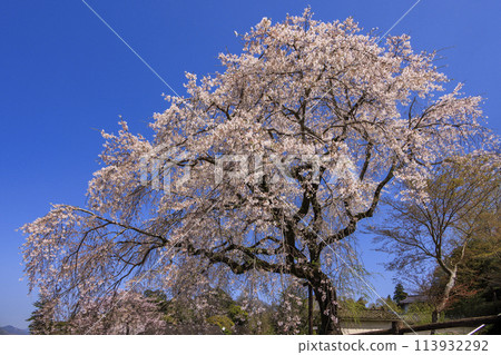 Ohara's weeping cherry tree Ohara's weeping cherry tree 113932292