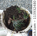 蝸牛破壞植物後隱藏在土壤中 113932480