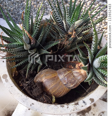 Damage to garden plants caused by large snails Damage to garden plants caused by large snails 113932483