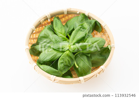 白色背景上的甜羅勒 113932546