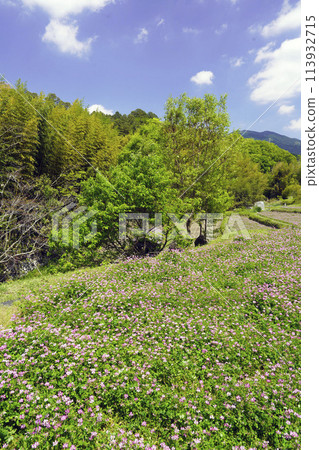 廣闊的野豌豆和藍天 廣闊的野豌豆和藍天 113932715
