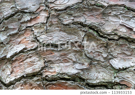 老樹皮壁紙 113933153