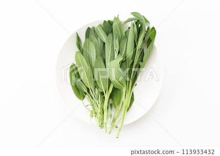 白色背景上的聖人 113933432