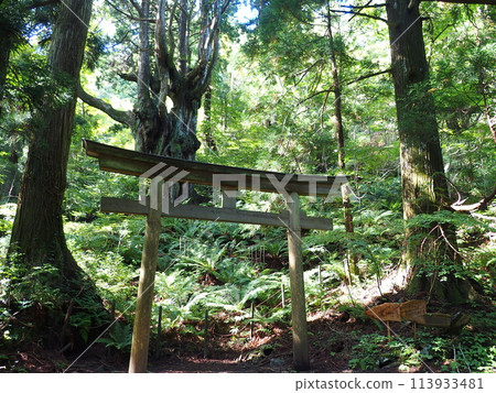Oki Island, large cedar trees, indigenous beliefs Oki Island, large cedar trees, indigenous beliefs 113933481