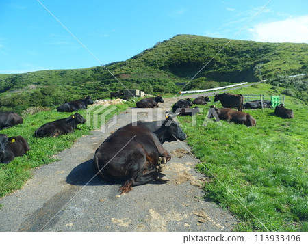 Chiburi Island Oki Scenery Cows lying on the road 113933496