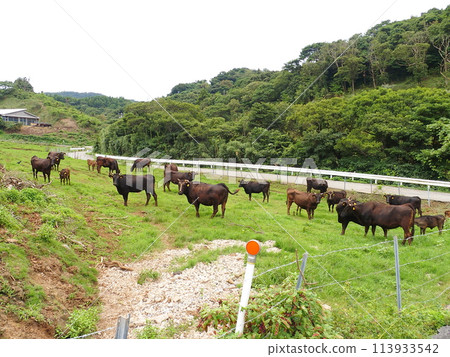 中之島海間町隱木 放牧風景 113933542