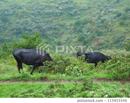 Nishinoshima Oki Grazing Scenery 113933548