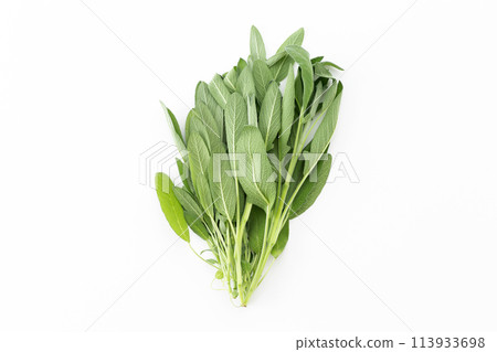 Sage on a white background Sage on a white background 113933698