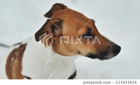 A Jack Russell Terrier trembles in the winter snow. A Jack Russell Terrier trembles in the winter snow. 113933814