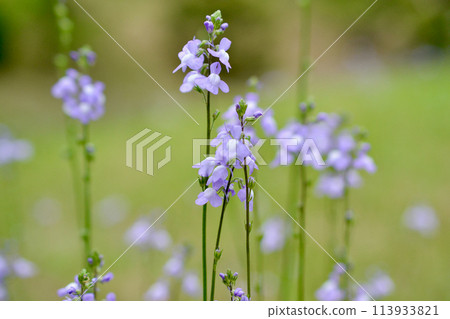 Matsubaunran blooming in the field Matsubaunran blooming in the field 113933821