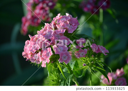 Dianthus drenched in morning dew Dianthus drenched in morning dew 113933825