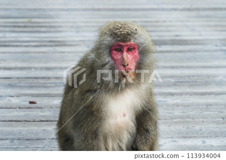 A Japanese monkey staring blankly at the Kappa Bridge [Kamikochi, Nagano Prefecture] 113934004