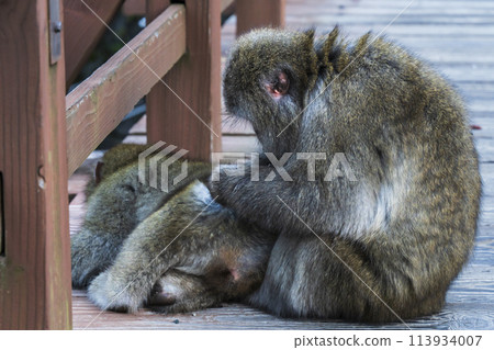 A wild Japanese macaque preening itself on the Kappa Bridge in Kamikochi [Matsumoto City, Nagano Prefecture] 113934007