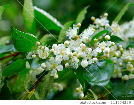 春天的風景:雨後神塚的白花 春天的風景:雨後神塚的白花 113934239