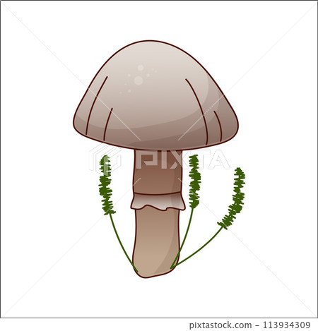 Mushroom vector isolated illustration. Toadstool in cartoon. Plants, botanists, not edible mushroom. 113934309