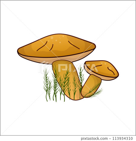 Boletus vector isolated illustration. Theme plants, botanists, mushrooms in cartoon. 113934310