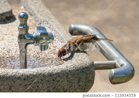 A sparrow drinking water at a watering hole 113934359